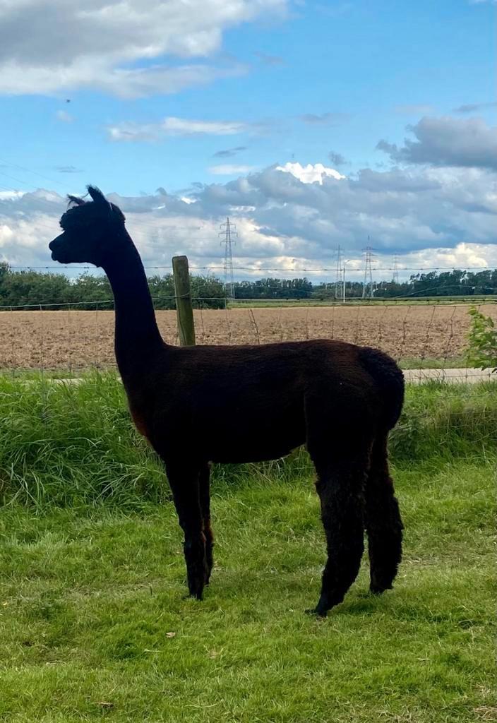 Zwarte alpaca merrie uit uitstekende bloedlijnen, Dieren en Toebehoren, Overige Dieren, Vrouwelijk, Juli