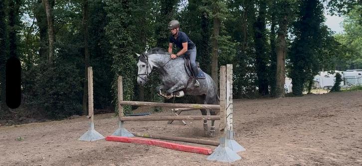 Leuke 6 jarige allrounder, Dieren en Toebehoren, Paarden, Merrie, Zadelmak