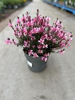 Gaura Greyser pink potmaat 21cm, Tuin en Terras, Planten | Tuinplanten, Ophalen, Zomer, Vaste plant, Volle zon