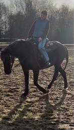 Project pony/paard gezocht, Animaux & Accessoires, Poneys, B