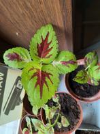 Siernetel / coleus, Maison & Meubles, Plantes d'intérieur, Autres espèces, En pot, Enlèvement ou Envoi, Plante à fleurs