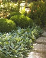 Stachys 'Silver Carpet'  COMBINEERD OOK MOOI MET LAVENDEL, Tuin en Terras, Planten | Tuinplanten, Volle zon, Vaste plant, Zomer