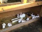 Konijnen Witte van Dendermonde, Dieren en Toebehoren, Konijnen, Klein, 0 tot 2 jaar