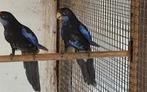 jongen rosella's 25., Dieren en Toebehoren, Vogels | Parkieten en Papegaaien, Parkiet, Geringd