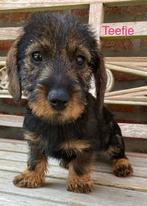 Teckel pups ruwharig dwerg (teefjes/reutjes), België, CDV (hondenziekte), 8 tot 15 weken, Dwerg
