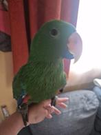 Perroquet eclectus, Enlèvement