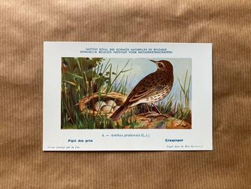 Vogels der Belgische Fauna Nr. 4 Graspieper beschikbaar voor biedingen