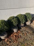 Taxus bol, Tuin en Terras, Ophalen, Taxus