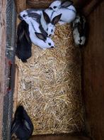 Vlinderkonijnen te koop, Dieren en Toebehoren, Konijnen, Meerdere dieren, Groot, 0 tot 2 jaar