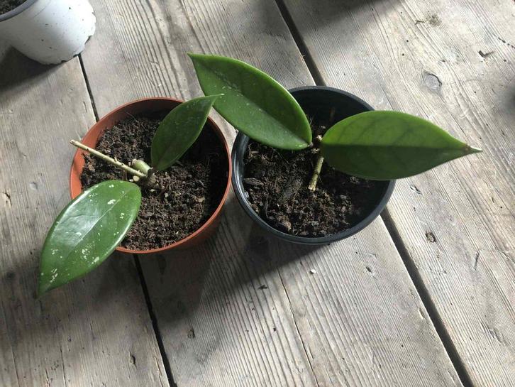 zelf opgekweekte stekjes te koop van 1 en 2 euro, Huis en Inrichting, Kamerplanten, Overige soorten, Ophalen