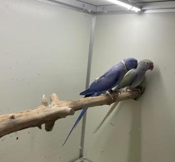 Kweekkoppel halsband parkiet halsbandparkieten  beschikbaar voor biedingen