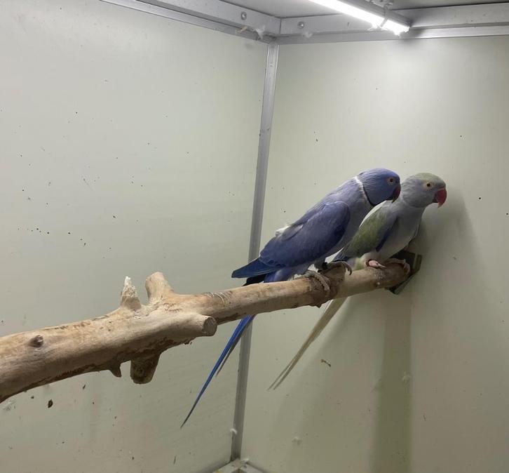 Kweekkoppel halsband parkiet halsbandparkieten, Dieren en Toebehoren, Vogels | Parkieten en Papegaaien, Parkiet