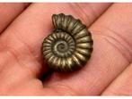 Fossile de pyrite de fer et ammonite - vieux de 196 millions, Collections, Minéraux & Fossiles, Enlèvement ou Envoi, Fossile