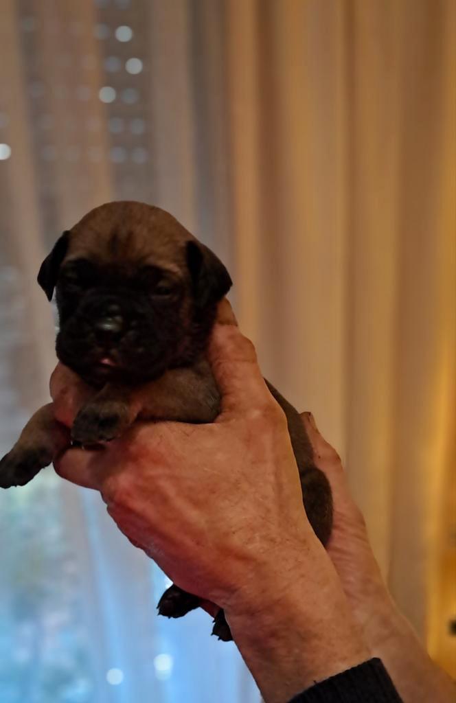 Chiots Bullmastiff, Animaux & Accessoires, Chiens | Bouledogues, Pinschers & Molossoïdes, Plusieurs animaux, Bouledogue, Éleveur | Loisir
