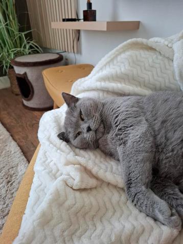 Kattenverblijf beschikbaar voor biedingen