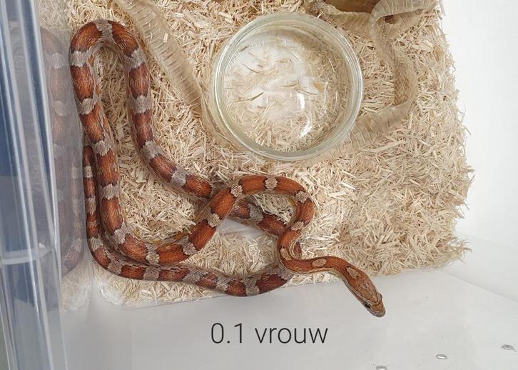 Korenslangen, Dieren en Toebehoren, Reptielen en Amfibieën, Slang, 3 tot 6 jaar, Tam