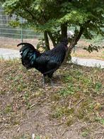 Jonge ayam cemani haan, Dieren en Toebehoren, Mannelijk, Kip