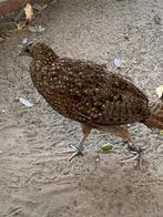 Satyr Tragopaan hen 0-1 trs, Dieren en Toebehoren, Pluimvee, Vrouwelijk