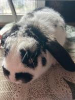 Dwerghangoor vrouwtje, Femelle, Nain, Oreilles tombantes, 0 à 2 ans