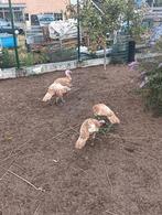 Trio rode ardenner