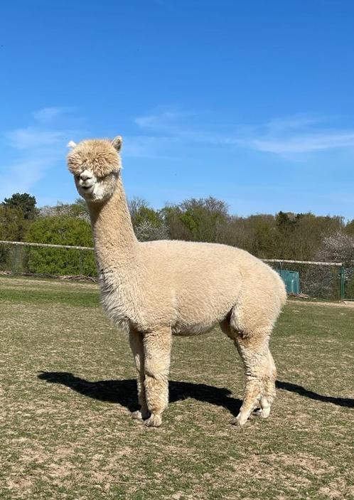 Jonge alpaca merrie, Dieren en Toebehoren, Overige Dieren, Vrouwelijk