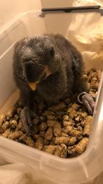 Edelpapegaai pop, Dieren en Toebehoren, Vogels | Parkieten en Papegaaien, Vrouwelijk, Papegaai, Geringd