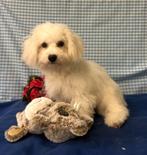 Chiot Bichon Frisé super mignon !, 15 semaines à 1 an, Étranger, Chien (mâle), Parvovirose