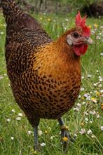 Goudbrakel kippen jonge hennen beschikbaar, Femelle, Poule ou poulet