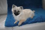keeshond pup, Dieren en Toebehoren, België, Fokker | Hobbymatig, Keeshond, 15 weken tot 1 jaar