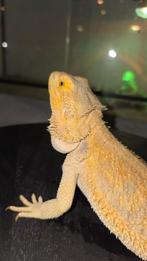 Citrus dunner hypo het trans baardagaamvrouwtje, Hagedis, Tam, 3 tot 6 jaar