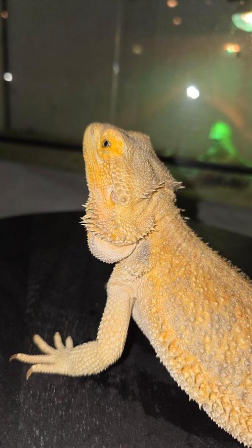 Citrus dunner hypo het trans baardagaamvrouwtje, Dieren en Toebehoren, Reptielen en Amfibieën, Hagedis, 3 tot 6 jaar, Tam