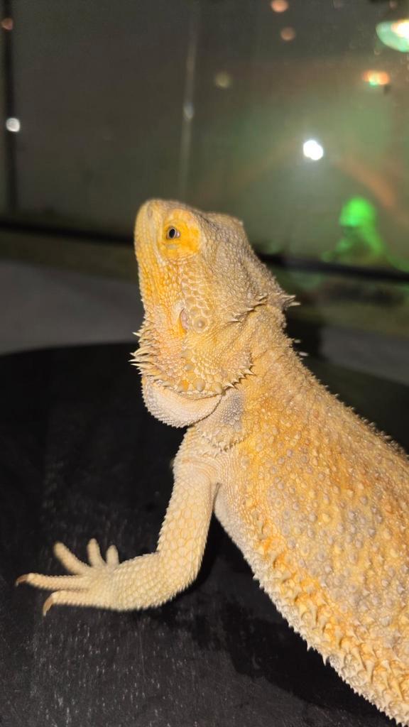 Citrus dunner hypo het trans baardagaamvrouwtje, Dieren en Toebehoren, Reptielen en Amfibieën, Hagedis, 3 tot 6 jaar, Tam