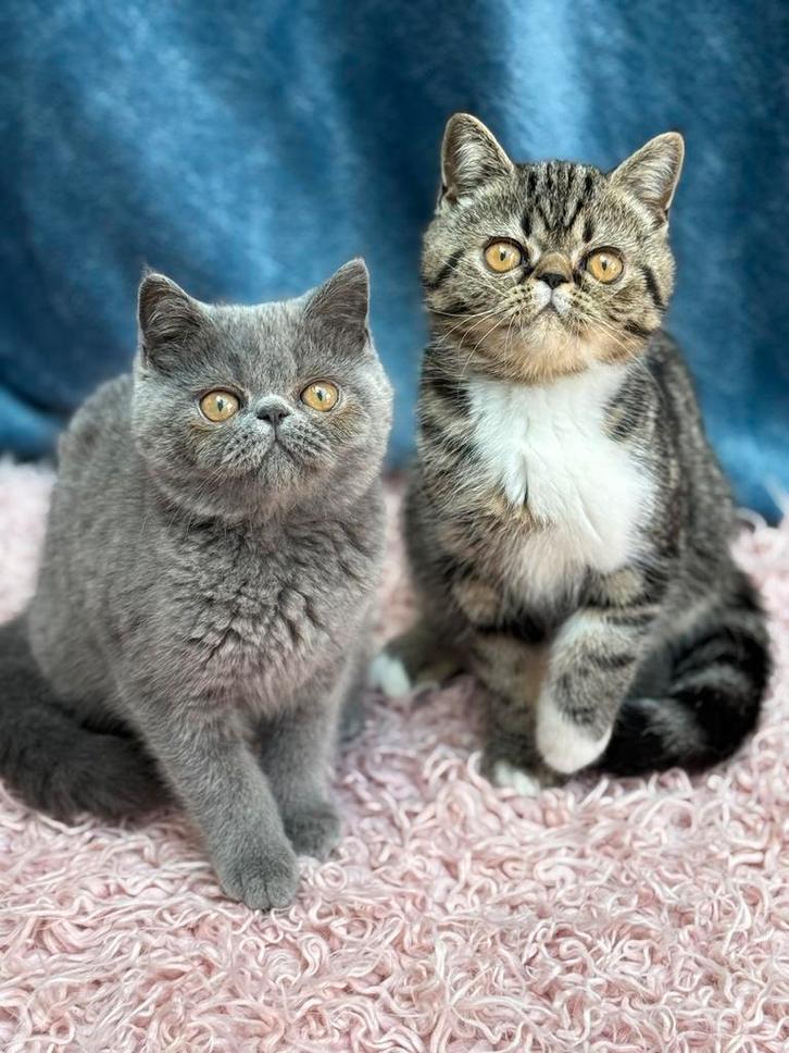 EXOTIC KORTHAAR, Dieren en Toebehoren, Katten en Kittens | Raskatten | Korthaar, Meerdere dieren, 0 tot 2 jaar, Met stamboom, Gechipt
