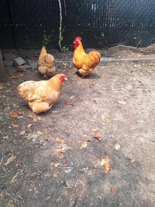 Orpington buff krielen, Dieren en Toebehoren, Pluimvee