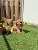 Prachtige cavapoo pups (cavalier king charles x dwergpoedel), Dieren en Toebehoren, Honden | Chihuahua's en Gezelschapshonden