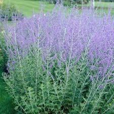 Perovskia 'Little spire', Tuin en Terras, Planten | Tuinplanten, Vaste plant, Bodembedekkers, Halfschaduw, Zomer, Ophalen of Verzenden