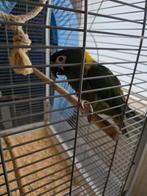 Poupée ara à cou jaune (ADN sexté) à échanger !, Femelle, Perroquet, Domestique