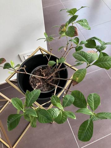 Plante d'intérieur - gratuite, Enlèvement