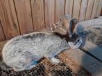 Gezocht jonge voedster Belgisch zilver, Dieren en Toebehoren, Konijnen