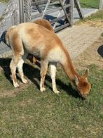 Gesneden prachtig Alpacahengstje te koop .