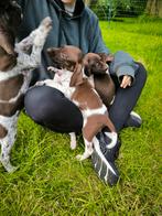 duitse staande korthaar pups, Dieren en Toebehoren, CDV (hondenziekte), Meerdere, 8 tot 15 weken, Meerdere dieren
