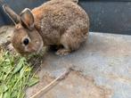 Konijn, Dieren en Toebehoren, Konijnen