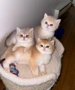 Britse korthaar golden shaded kittens te koop, Dieren en Toebehoren, Gechipt, Meerdere dieren, 0 tot 2 jaar