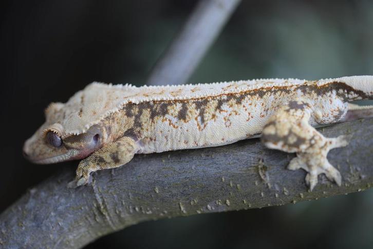 1.0 Whitewall Tricolor wimpergekko man, Animaux & Accessoires, Reptiles & Amphibiens, Lézard, 0 à 2 ans