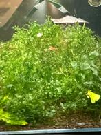 Potje levermos Aquarium Moerings Monosolenium pelia mos, Dieren en Toebehoren, Vissen | Aquaria en Toebehoren, Ophalen, Zo goed als nieuw