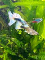 Guppy Tuxedo Pastel 10+2 stuks gratis, Poisson, Poisson d'eau douce, Banc de poissons