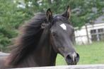 Prachtige 5 jarige zwarte merrie, Dieren en Toebehoren, Paarden, Merrie