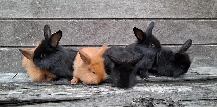 Konijntjes, Dieren en Toebehoren, Konijnen