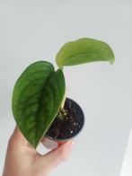Monstera Pinnatipartita, Autres espèces, En pot, Enlèvement ou Envoi, Moins de 100 cm