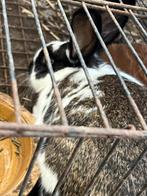 Konijnen, Dieren en Toebehoren, Konijnen, Meerdere dieren, Middelgroot, 0 tot 2 jaar